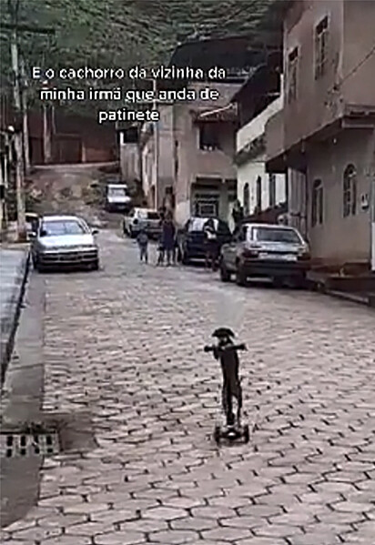 O cachorrinho está descendo uma rua com o brinquedo