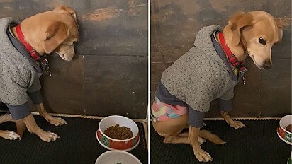 Cachorra faz drama por não querer comer ração e vídeo viraliza no TikTok.