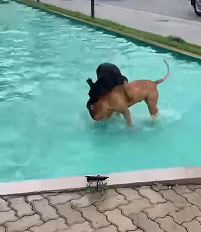 Os cachorros estão dentro da água.