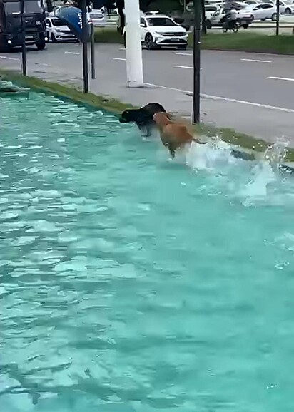 Os cachorros estão correndo pela água.