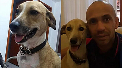 Cachorra que desapareceu em aeroporto é encontrada após 45 dias de buscas.