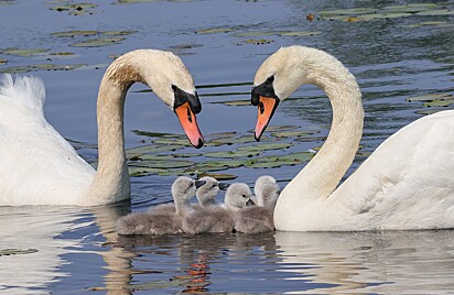 O casal e os bebês cisnes.