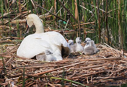 A mamãe cisne cuidando dos filhotes.