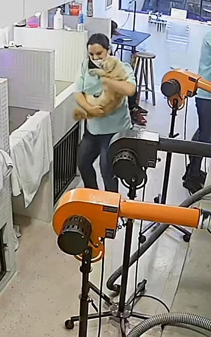 Uma funcionária está dançando com um cão no colo.