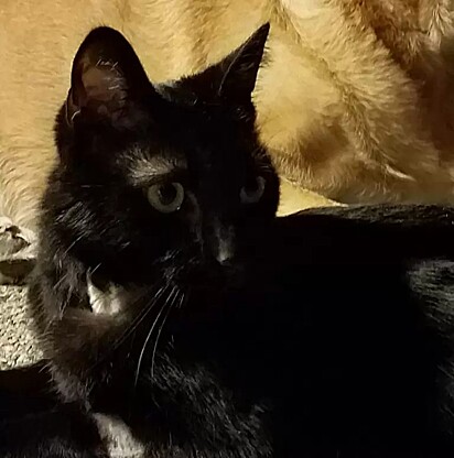 O gatinho foi encontrado com a saúde debilitada.