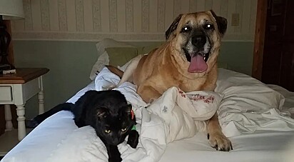 Chloe e Ringer deitados na cama após o resgate.