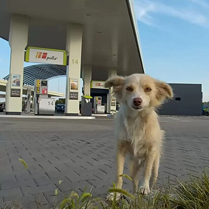A cachorrinha está no posto de gasolina.
