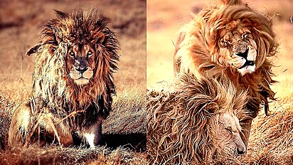 O fotógrafo aguardou muito tempo até que o leão acordasse.