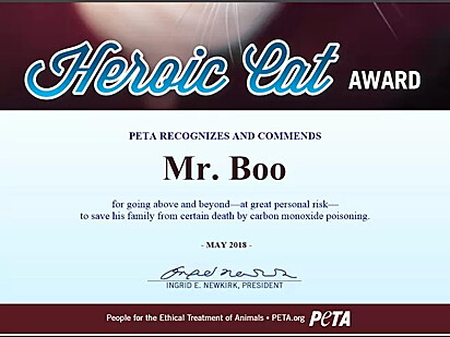 Certificado de reconhecimento do felino. 