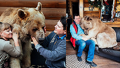 Casal adota filhote de urso e ele se torna um adorável amigo gigante.