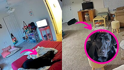 Curiosa em saber o que a sua cachorra faz sozinha em casa, mulher instala câmera e tem resposta emocionante.