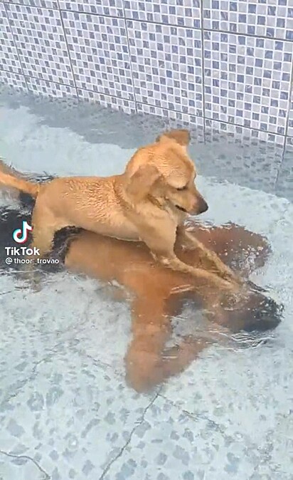 O cachorrinha está afogando o tutor.