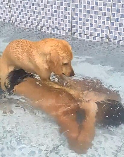 O cão está na piscina com o tutor.