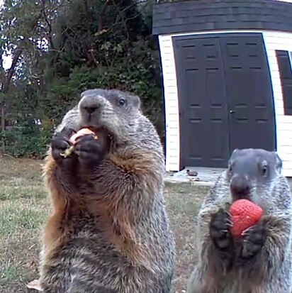 (Foto: Reprodução/ Instagram @hunk_the_groundhog) Chunk e filhote comendo do quintal.
