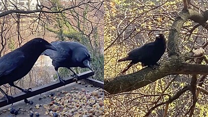 Os corvos trazem presentes em agradecimento por ganhar alimento.