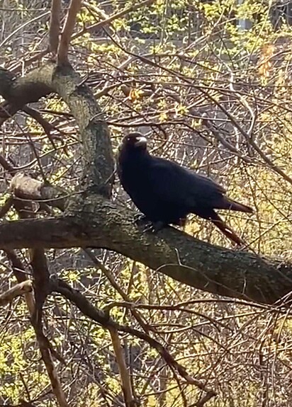 Um corvo está no galho de uma árvore.