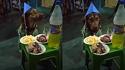 O cachorro não estava contente com a festa de aniversário.