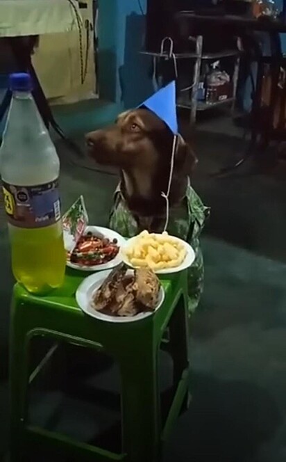 O cão está olhando para o olhado enquanto cantando parabéns.