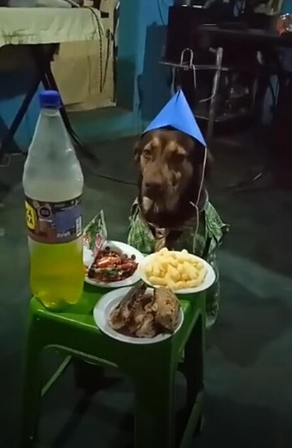 O cachorrinha está usando chapéu de aniversário.