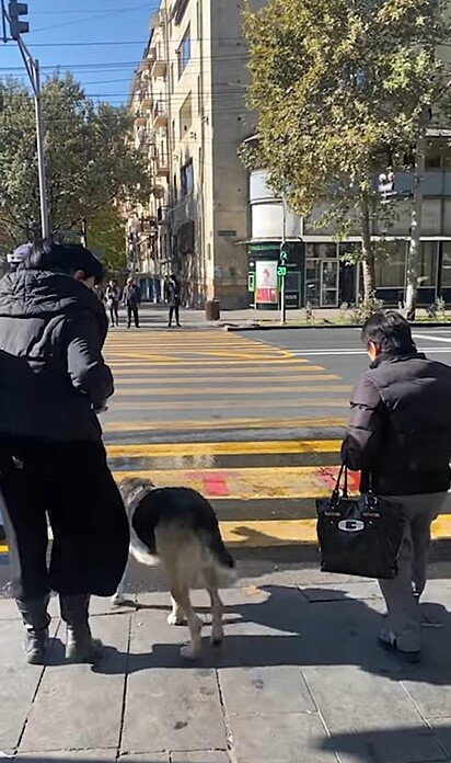 O cão está atravessando a rua.