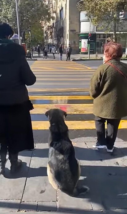 O cachorro está sentado entre duas idosas aguarda a luz ficar verde,