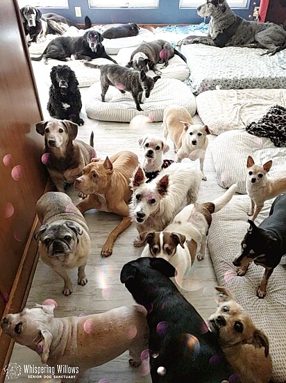 Atualmente, o abrigo acolhe mais de 80 cães.