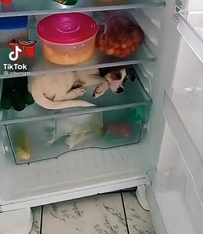 Luna está deitada dentro da geladeira.