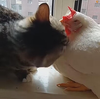 O gato está cheirando a galinha.