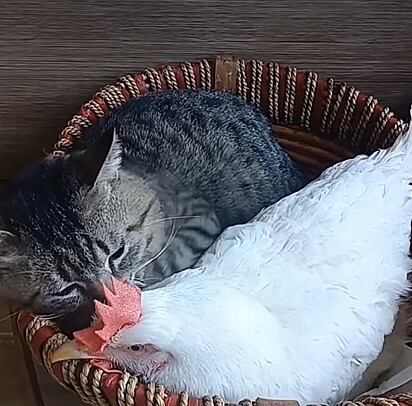 O gato e a galinha estão dormindo juntos.