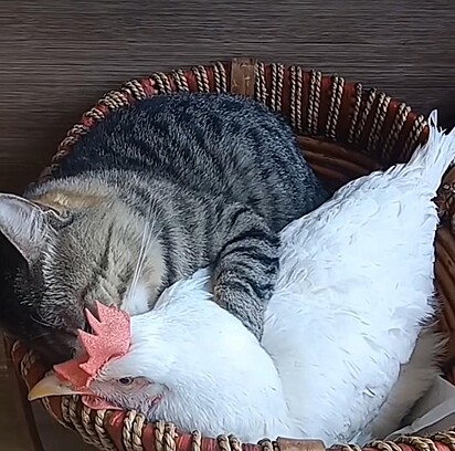 O gatinho está abraçando a galinha enquanto dormem.