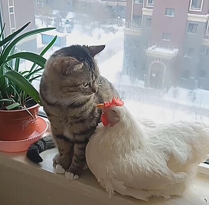 O gatinho e galinha estão se olhando sentados na janela.