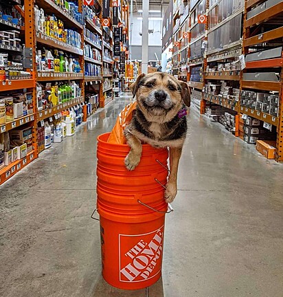 A cachorrinha está dentro de vários baldes da loja.