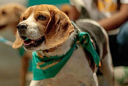 Cão vira-lata mistura com beagle com lenço do time de futebol.