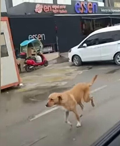 A cachorrinha está correndo na rua.