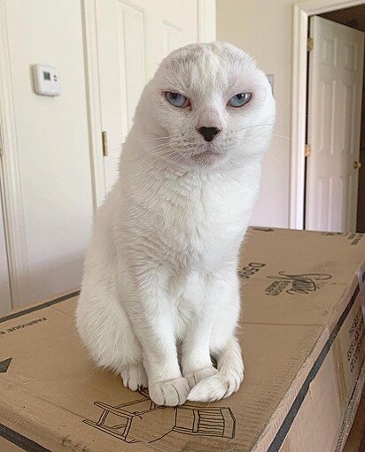O gatinho está em cima de uma caixa.