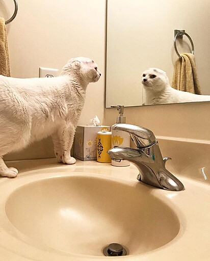 Otitis está se encarando pelo espelho da pia do banheiro.