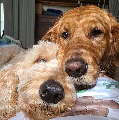 Mabel e o Milo estão com o rosto lado a lado.