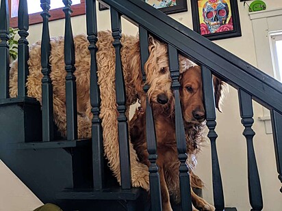 Os irmãos caninos estão descendo escadas.