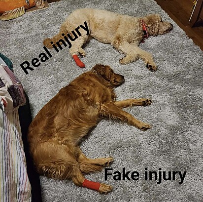 Os dois cães estão deitados com a pata enfaixada.
