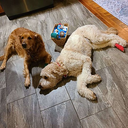 Mabel está deitado ao lado do irmão canino.