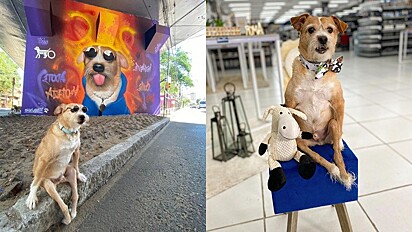 Toquinho é uma celebridade na causa pela visibilidade de cães deficientes.