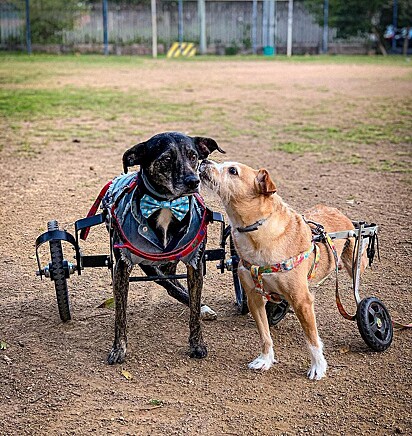 O cão está na cadeira de rodas ao lado de outro cachorrinho também paraplégico