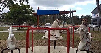 Os cães estão se divertindo no brinquedo.