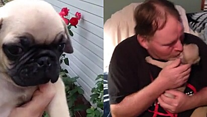 Mulher surpreende marido cujo cão pug faleceu com um filhote idêntico a ele.