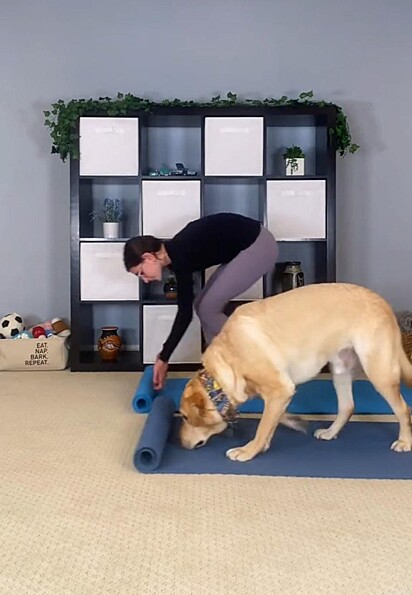 O cão e a mulher estão estendendo o tapete para o yoga.