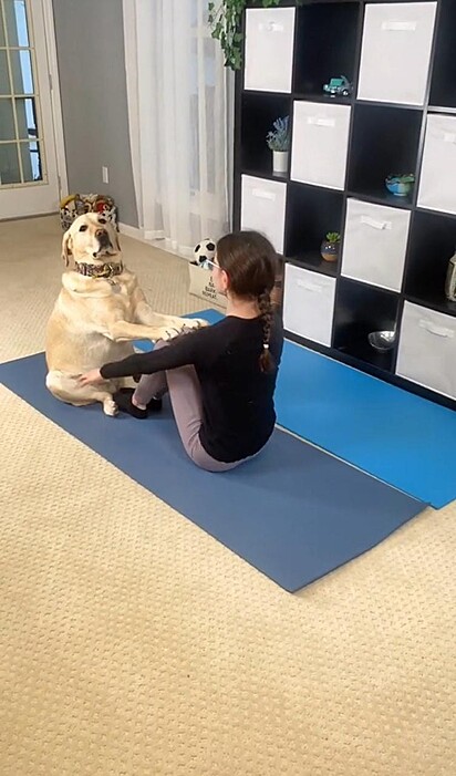 O labrador está oferecendo apoio a tutora em uma posição de yoga.