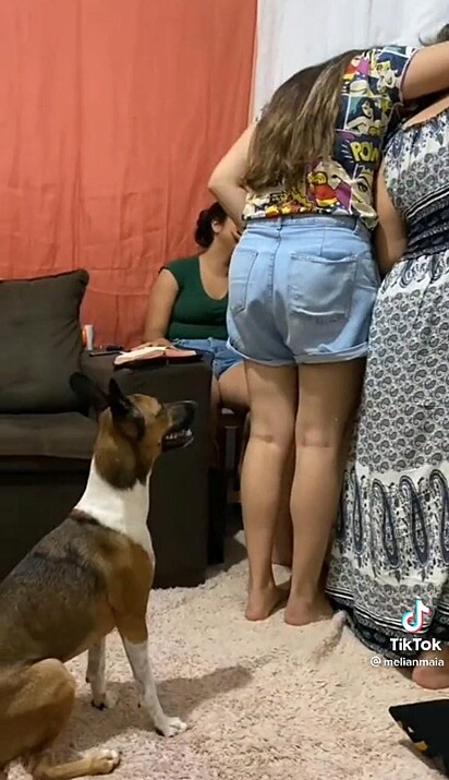A cachorrinha está atenta a situação.