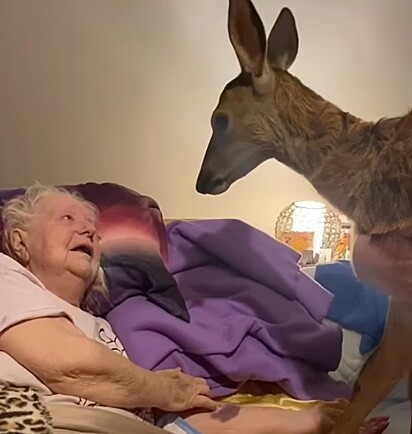 A idosa sempre foi apaixonada pelo Bambi.