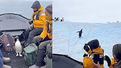 Pinguim pula em barco para fugir de ataque de predador.