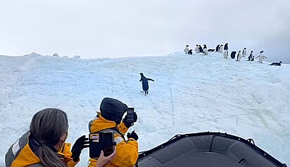 O pinguim se reunindo com a família e amigos.